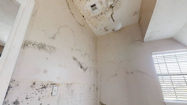 Best Emergency Mold Remediation  in North Logan, UT