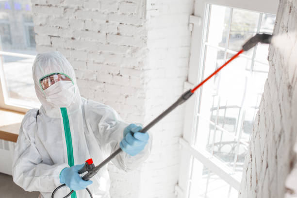 Best Mold Damage Restoration  in North Logan, UT