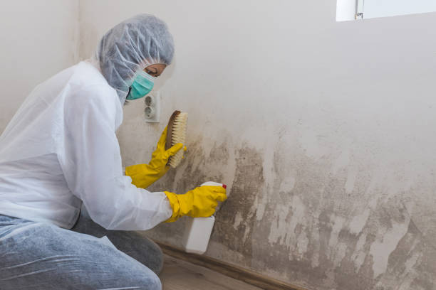 Best Black Mold Removal  in North Logan, UT