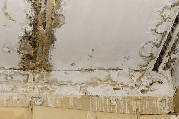 North Logan, UT Mold Removal Pros