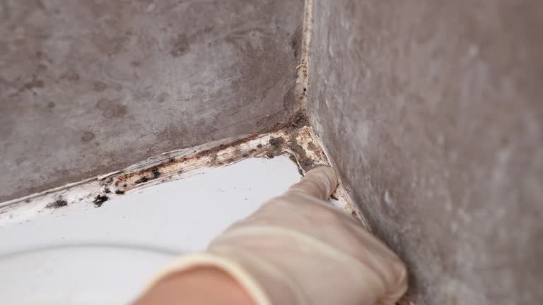 Best Airborne Mold Testing  in North Logan, UT
