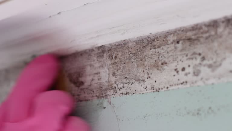 Best Water Damage & Mold Remediation  in North Logan, UT